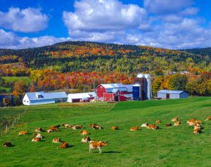 Farm Insurance